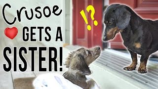 Ep 1 Crusoe Gets a SISTER  Cute Dachshund Puppy Video [upl. by Hock]