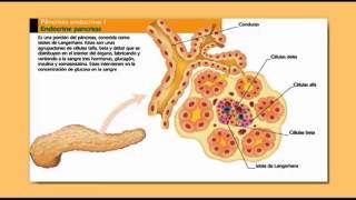 Secreción de Insulina Tipo y Acciones a Nivel Celular [upl. by Annoik]