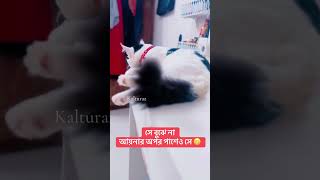 বিড়াল যখন আয়না দেখে 😳 Kaltu Raz vlog  Cat Vlog [upl. by Pascia]