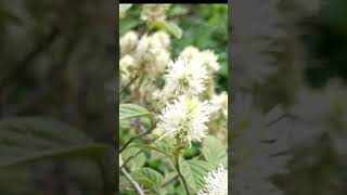 Witch Alder Mt Airy Fothergilla False Cypress Soft Serve Gold Chamaecyparis [upl. by Kubis126]