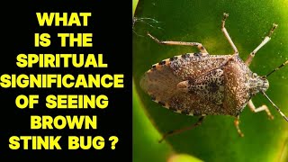 WHAT IS THE SPIRITUAL SIGNIFICANCE OF SEEING A BROWN STINK BUG [upl. by Orpah]