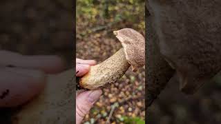 Picking awesome Wild Mushrooms of the Forest [upl. by Scheer]