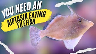 Aiptasia Eating Filefish How to be Successful with These 5 Easy Tips [upl. by Sokairyk]