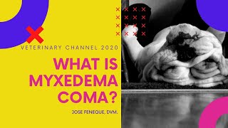 What Is Myxedema Coma  A Canine Hypothyroidism Complication [upl. by Reivax]