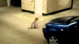 Dog Almost hit by Car then Kicked by Owner [upl. by Anilrats]