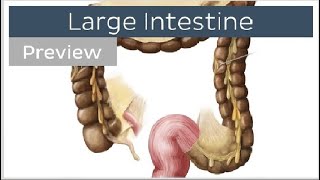 Anatomy Practical GIT  Appendix amp Cecum amp Ascending Colon [upl. by Bush]