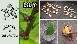 6 Ways to Propagate Lilies  Scaling Bulbils Division Cuttings Bulblets amp Seed [upl. by Uella]