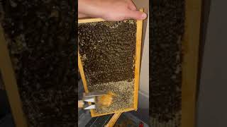 Honey Scraper  Uncapping Tool by Pierco Inc [upl. by Patterson722]