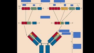 VDJ Recombination in BampT cells [upl. by Wheeler]