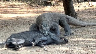 KOMODO EATING A PIGLET ALIVE [upl. by Ymassej553]