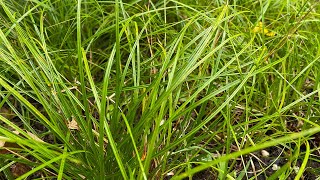 Grass Lawn Alternatives  Video 1 Pennsylvania Sedge Carex Pensylvanica [upl. by Artenal608]