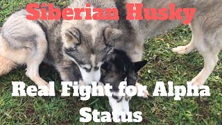 Huskies Fighting  Real Fight for Pack Dominance  Alpha Dog Fight [upl. by Wilfred32]