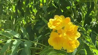 Gelbe Trompetenblume auf der Insel Lanzarote am 30102024 [upl. by Annayoj]