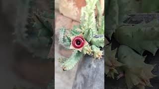 Huernia Zebrinas flower evergreenseeds trending shorts cactus flowers [upl. by Leur]