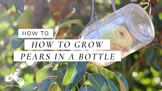 How To Grow Pears In A Bottle [upl. by Yesnek172]