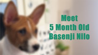 Meet Basenji Nilo [upl. by Asert]