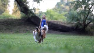 Amazing sheltie  Jazzamptricks [upl. by Vina]