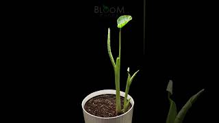 Colocasia Elephant Ears Time Lapse  43 Days Growth in 50 Seconds [upl. by Tibbetts]