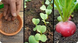 Guía  cultivo del RABANITO  Desde la siembra hasta la cosecha paso a paso La Huertina De Toni [upl. by Adniralc]