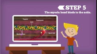 Sliding Filament Theory Explained [upl. by Esom]