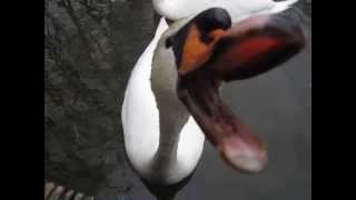 Aggressive Swan Attacks Camera [upl. by Lyrak]