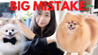 5 Common Mistakes That New Pomeranian Owners Make [upl. by Freddie855]