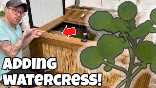 The BEST way to PLANT  GROW WATERCRESS in a Pond [upl. by Kehr]