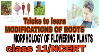 Tricks to learn the examples of Roots and MODIFICATIONS OF ROOTSMORPHOLOGY OF FLOWERING PLANTS [upl. by Coy255]