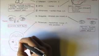 Cranial Nerves  Functions and Disorders [upl. by Hennie]