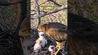 Kehidupan Elang shortsvideo youtubeshorts animals wildlife elang binatang burung [upl. by Yrrek]