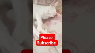 Kitty ki tabiyat bohot kharab ho gayikitty meyocatlover cat cute cute funnyvideo tiktok [upl. by Malinowski704]