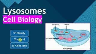 Lysosomes Class 9 [upl. by Kristy]