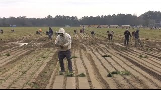 Its Planting Season for the World Famous Vidalia Onion [upl. by Aynodal]