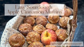 Easy Sourdough Apple Cinnamon Muffins [upl. by Brocklin]