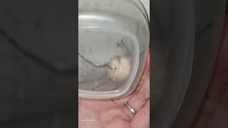 Gigantic Spider Egg Sac Bursts 🕷🕸 [upl. by Eeresed528]