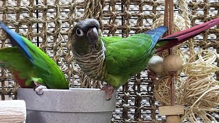 conure parakeet sounds for lonely birds to make them happy [upl. by Klara]