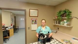 West Ridge Animal Hospital  Topeka KS  Veterinarians [upl. by Ettelliw]