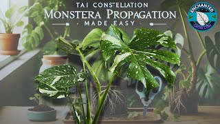 Mastering Tai Constellation Monstera Propagation StepbyStep Guide [upl. by Suravart]