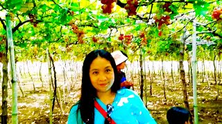 Grapes Picking at Gapuz Grapes Farm La Union [upl. by Joby144]