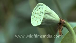 Fruit and unripe seed pod of lotus or Nelumbo nucifera [upl. by Atiekan782]