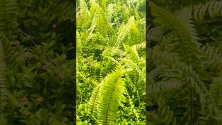 Nephrolephis wildfern decorplant shorts [upl. by Maupin]