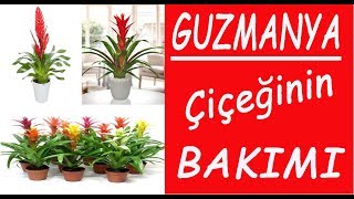 Guzmanya çiçeği bakımı ve sulanması Guzmania flower care and watering [upl. by Ullyot]