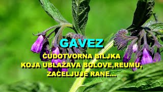 GAVEZ  ČUDOTVORNA BILJKA Koja UBLAŽAVA BOLOVEREUMUZACELJUJE RANE [upl. by Essej]