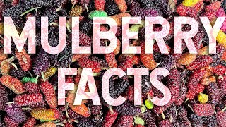 The American Mulberry aka the Red Mulberry is amazing [upl. by Yot]