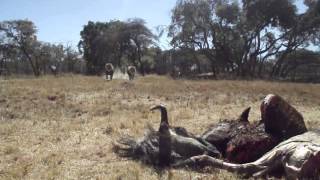 Lion Feeding  Antelope Park Zimbabwe [upl. by Nauqes]