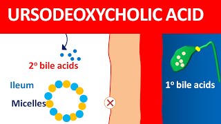 Ursodeoxycholic acid udca for biliary cirrhosis and gallstones [upl. by Junina]