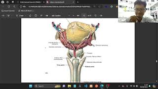 ANATOMI GENITALIA [upl. by Jeffcott701]