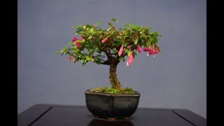 Fuchsia Magellanica  Fuchsia Height Bonsai 3 [upl. by Tranquada]