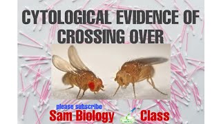 CYTOLOGICAL EVIDENCE OF CROSSING OVEREXPERIMENT BY CSTERN IN DROSOPHILA SAM BIOLOGY CLASS [upl. by Annahc]