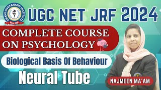 Neural Tube amp Brain  Biological Psychology  Important Topic [upl. by Corie]